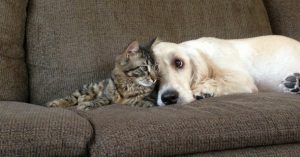 Cane e gatto massaggiati con guanto magico
