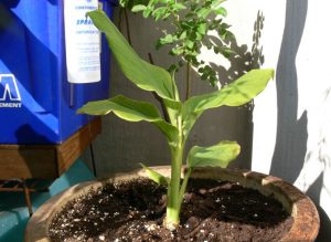 pianta di curcuma come coltivare