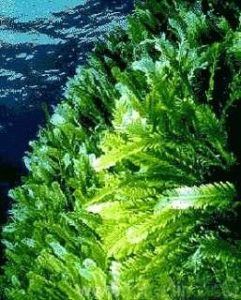 alga clorella proprietà