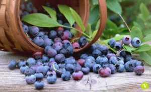forever aloe berry nectar benefici