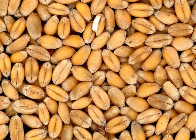 Germe di grano: benefici e proprietà