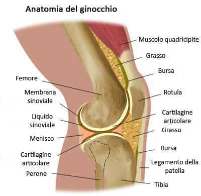 ginocchio