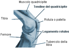 tendinite ginocchio