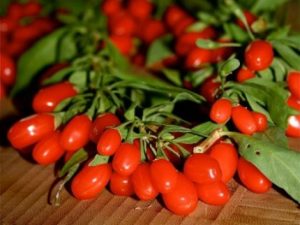 bacche di goji