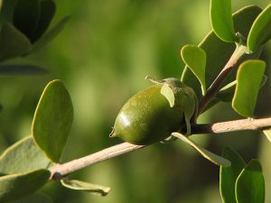 olio di jojoba cos'è